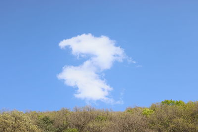 Low angle view of trees on land against blue sky