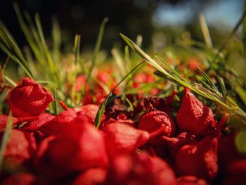 Close-up of red berries on plant at field