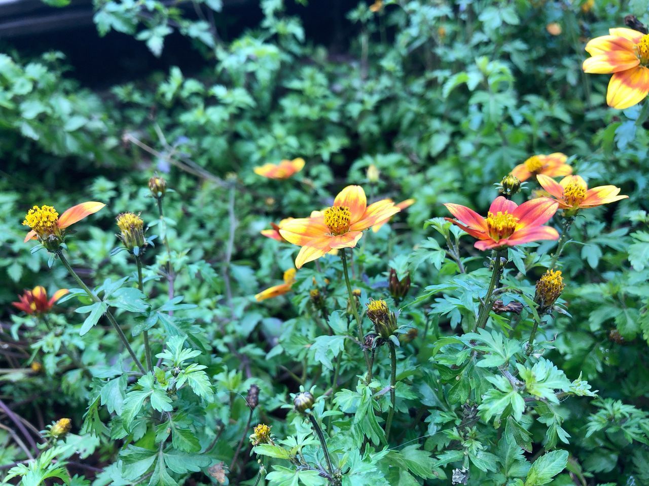 CLOSE-UP OF FLOWERING PLANT