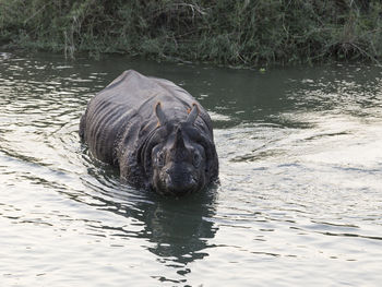 Large fierce-looking male one-horned rhinoceros having a bath in chitwan national park river, nepal