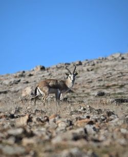 View of giraffe on field against clear sky