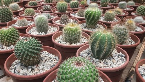 Close-up of potted plants