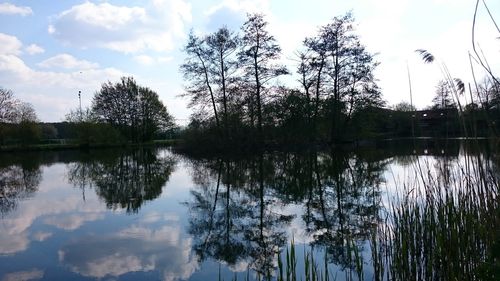 Reflection of trees in calm lake