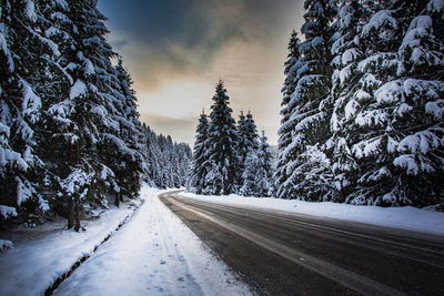 Snow covered road amidst trees against sky during winter