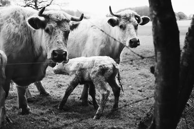 Cows standing in a field