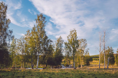 Trees on field against sky