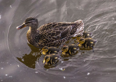 High angle view of duck and ducklings swimming on lake