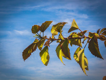 Low angle view of maple tree against sky