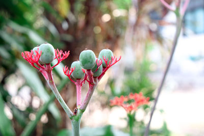 Close-up of pink flowering plant