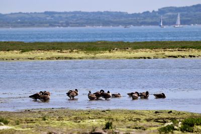 Ducks swimming in sea