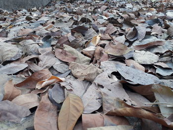 Full frame shot of dried autumn leaves on land