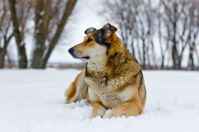 Close-up of dog on snow field