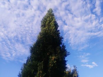 Low angle view of tree against sky