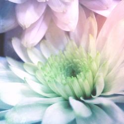 Macro shot of flower