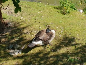 High angle view of bird on land