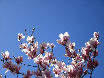 Low angle view of magnolia blossoms against clear blue sky