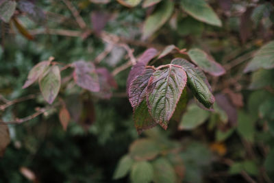 Close-up of fresh green plant