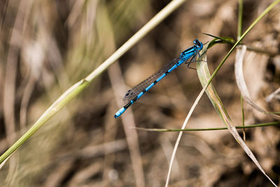 Close-up of damselfly on plant