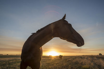 Horse on field against sky during sunset