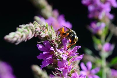 Close-up of bee on purple flower