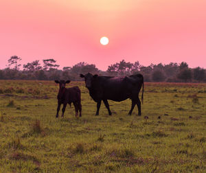 Horses in a field