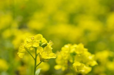 Close-up of yellow flowers blooming outdoors