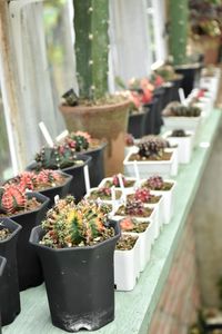 Close-up of potted plants on table