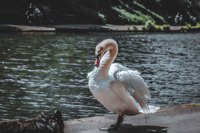 Swan on a lake