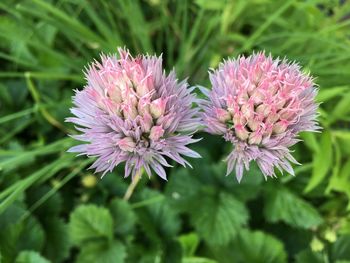 Close-up of purple flowers blooming outdoors