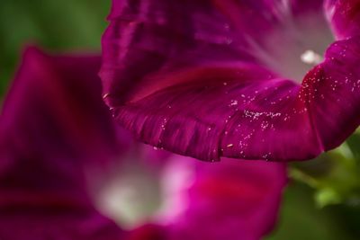 Close-up of pink flower