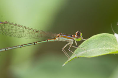 Close-up of damselfly on leaf