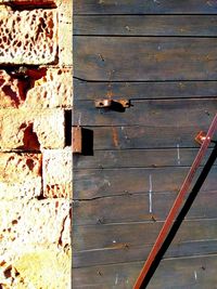 Close-up of lizard on wooden door