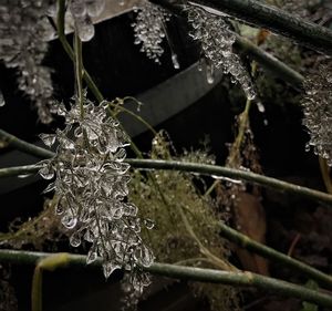 Close-up of water droplets on plant