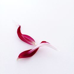 Close-up of flower over white background
