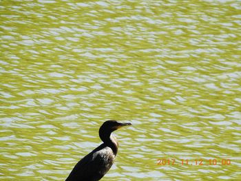 High angle view of duck swimming in lake