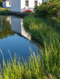 Scenic view of green landscape