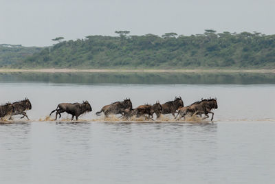 Wildebeest running in river