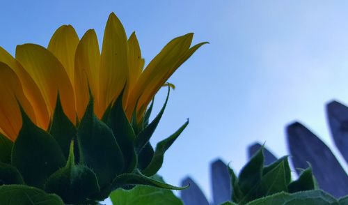 Close-up of yellow flowers against clear sky