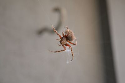 Close-up of spider on web