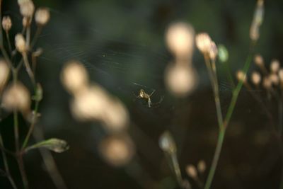 Close-up of spider on web