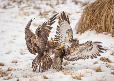 Birds fighting on snow covered landscape