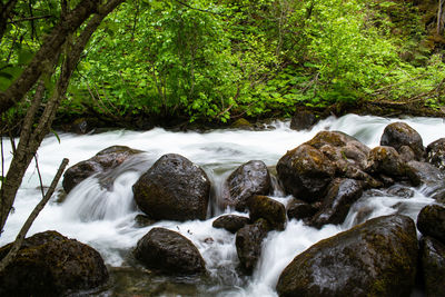 Scenic view of waterfall in forest