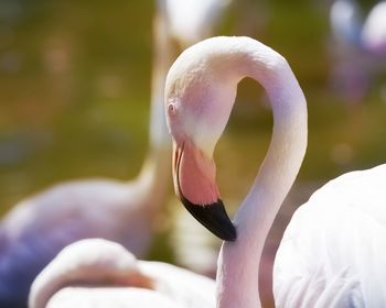 Pink flamingo in the farm