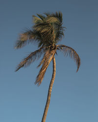 Low angle view of coconut palm tree against clear blue sky