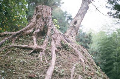 Low angle view of tree trunk in forest