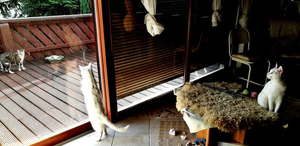 High angle view of cat on table at home