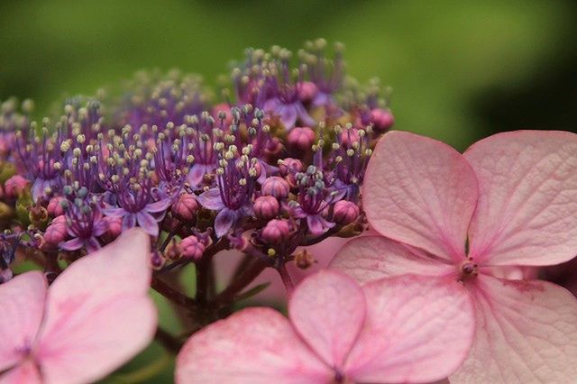 CLOSE-UP OF PINK FLOWERS ON PLANT