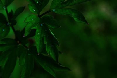 Close-up of leaves