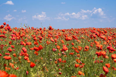 Close-up of red poppy flowers blooming in field against sky