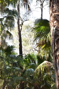 Low angle view of palm trees